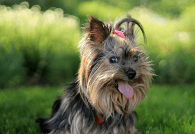 Yorkshire Terrier Tudo o que Você Precisa Saber Sobre Esta Raça