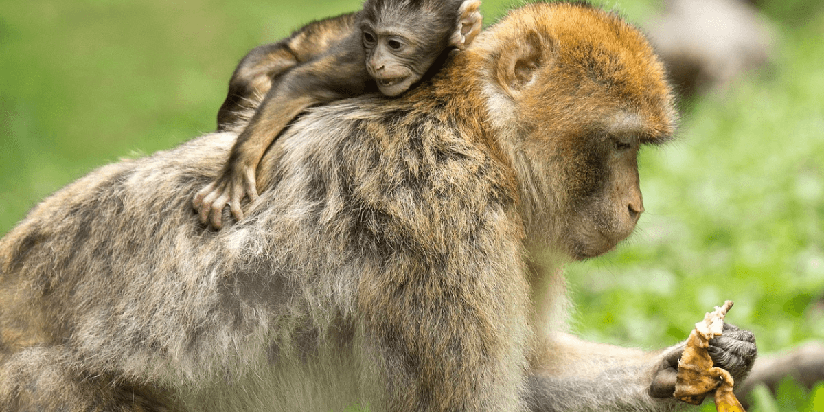 Abrigo de Macaco: Como Funciona e Como Ajudar Esses Animais