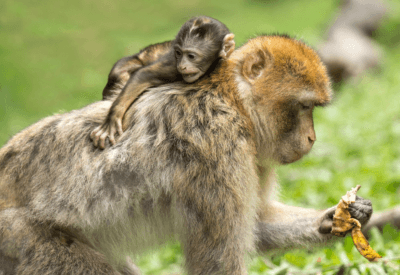 Abrigo de Macaco: Como Funciona e Como Ajudar Esses Animais