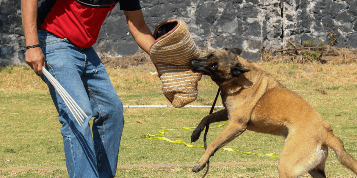 Adestrador de Cães Pode Transformar a Vida do Seu Amigão