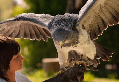 Ave de Rapina Significado, Importância Dessas Aves Fascinantes