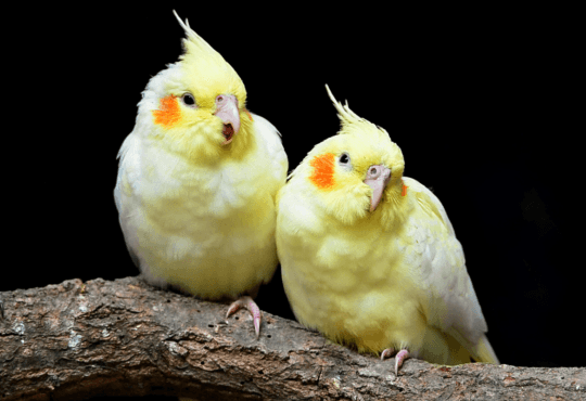 Calopsita Preço Quanto Custa Ter Esse Encantador Pássaro?