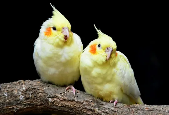 Calopsita Preço Quanto Custa Ter Esse Encantador Pássaro?