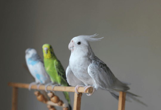 Calopsita Branca Um Encanto de Pássaro para Ter em Casa