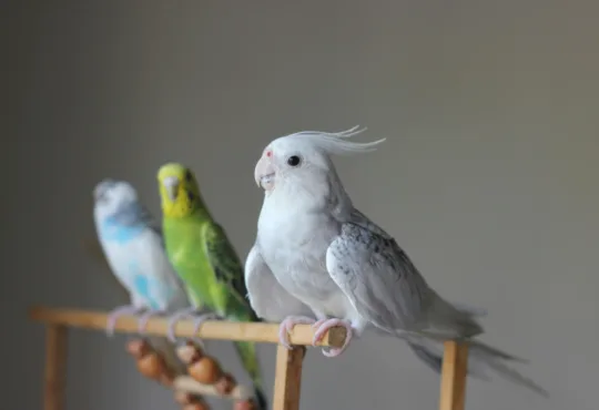 Calopsita Branca Um Encanto de Pássaro para Ter em Casa