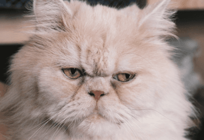 Raças de Gato Conheça as Melhores Opções para Sua Família