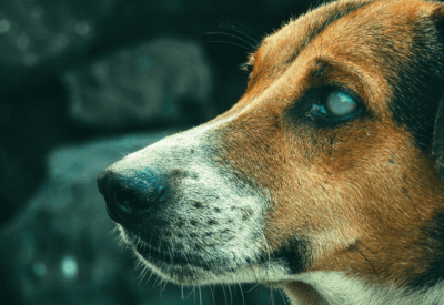 Todo Cachorro Fica Cego na Velhice? Descubra a Verdade