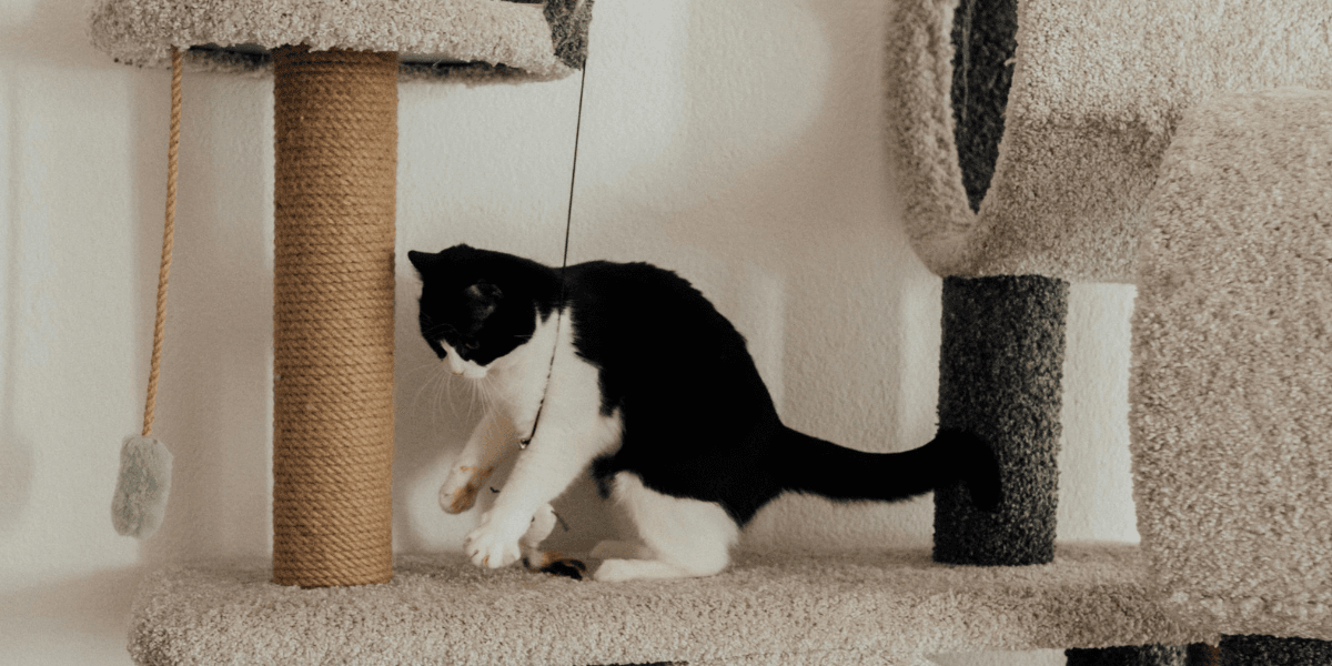 Casa para Gato O Cantinho Perfeito para o Seu Felino