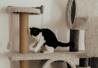 Casa para Gato O Cantinho Perfeito para o Seu Felino