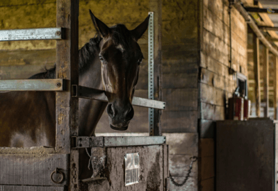Como Seu Cavalo Pet Dorme Descubra os Segredos