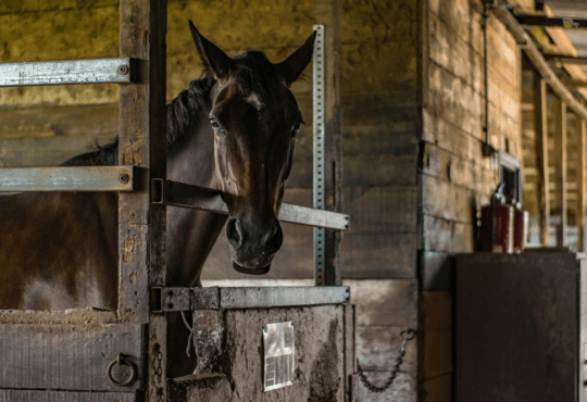 Como Seu Cavalo Pet Dorme Descubra os Segredos