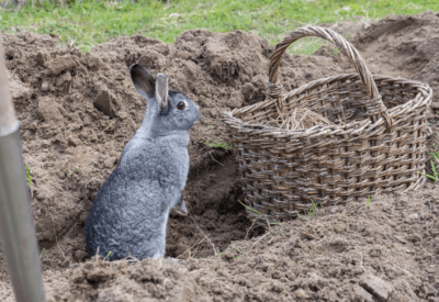 Chinchila Ébano O Exótico Pet de Pelagem Escura