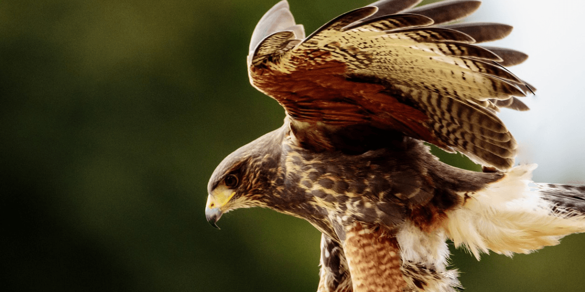 Tipos de Aves de Rapina Conheça as Poderosas Caçadoras
