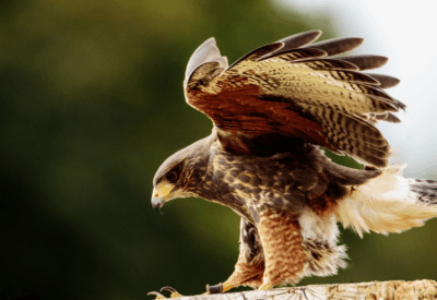 Tipos de Aves de Rapina Conheça as Poderosas Caçadoras