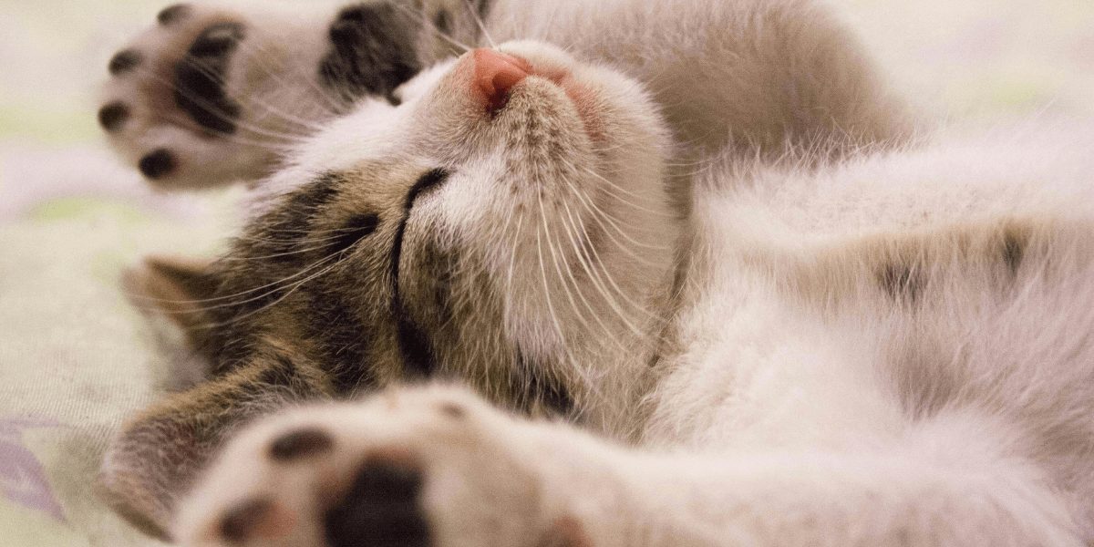 Ração para Gatos Castrados O Guia Completo