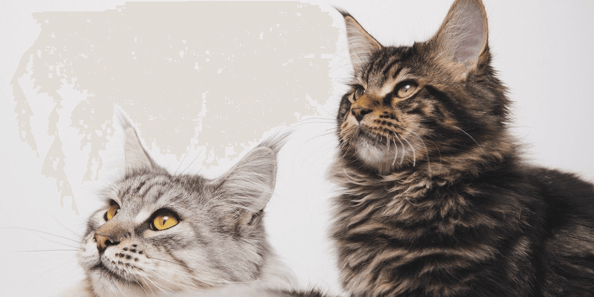 Os Gatos Realmente Tem Sete Vidas?