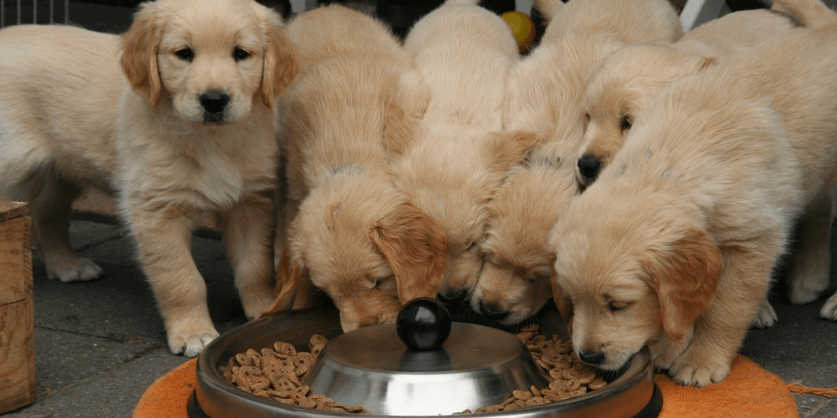 Golden Retriever Filhote O Companheiro Ideal para a Família