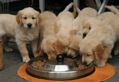 Golden Retriever Filhote O Companheiro Ideal para a Família