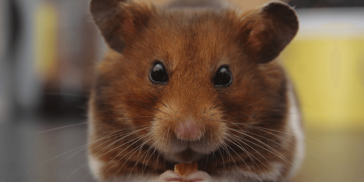 Filhote de Hamster Anão Russo Tudo que Você Precisa Saber