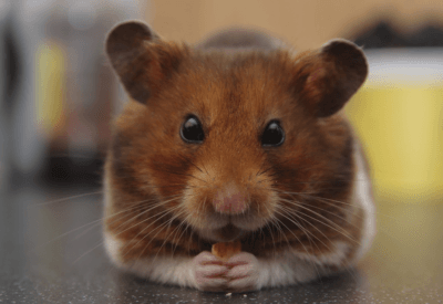 Filhote de Hamster Anão Russo Tudo que Você Precisa Saber