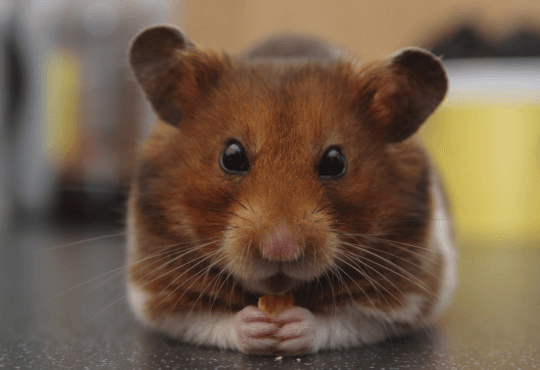 Filhote de Hamster Anão Russo Tudo que Você Precisa Saber