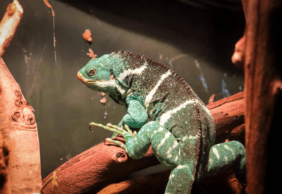 Como Cuidar de um Iguana Filhote o Que Você Precisa Saber