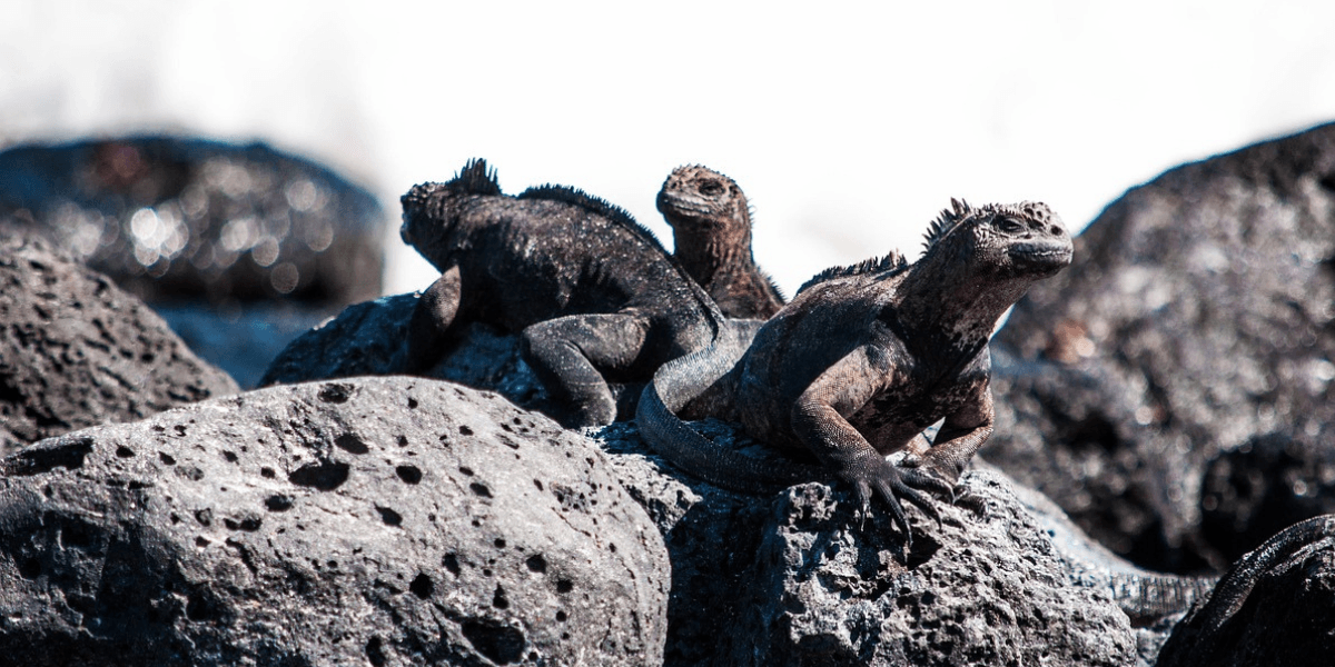 Iguana Marinha: O Fascinante Lagarto das Ilhas Galápagos