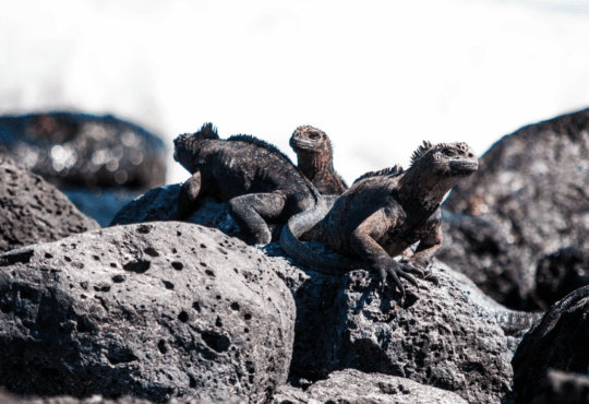 Iguana Marinha: O Fascinante Lagarto das Ilhas Galápagos