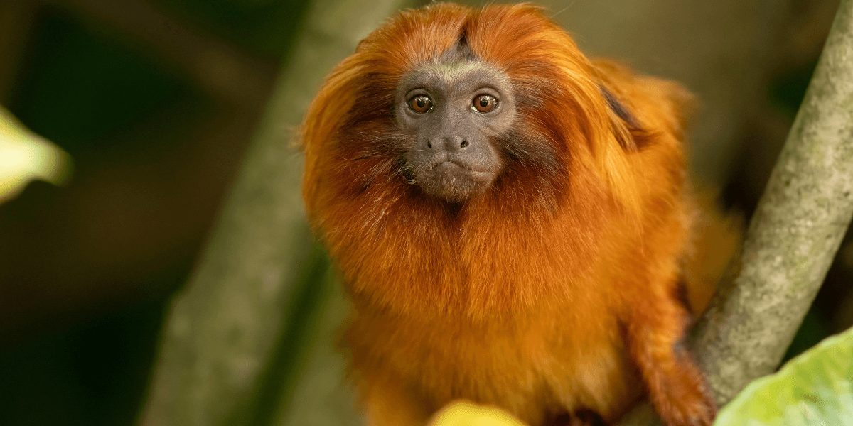 Sagui Dourado Conheça Esse Encantador Primata