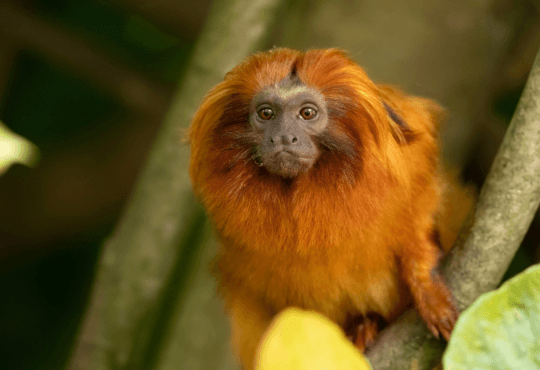 Sagui Dourado Conheça Esse Encantador Primata