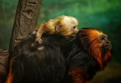 Tamanho do Mico Leão Dourado Importância para a Conservação