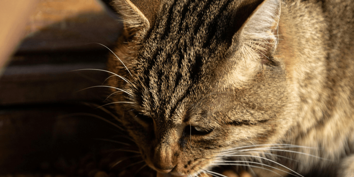 Ração de Gato Como Escolher a Melhor para a Saúde do Seu Pet