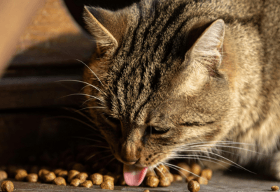 Ração de Gato Como Escolher a Melhor para a Saúde do Seu Pet