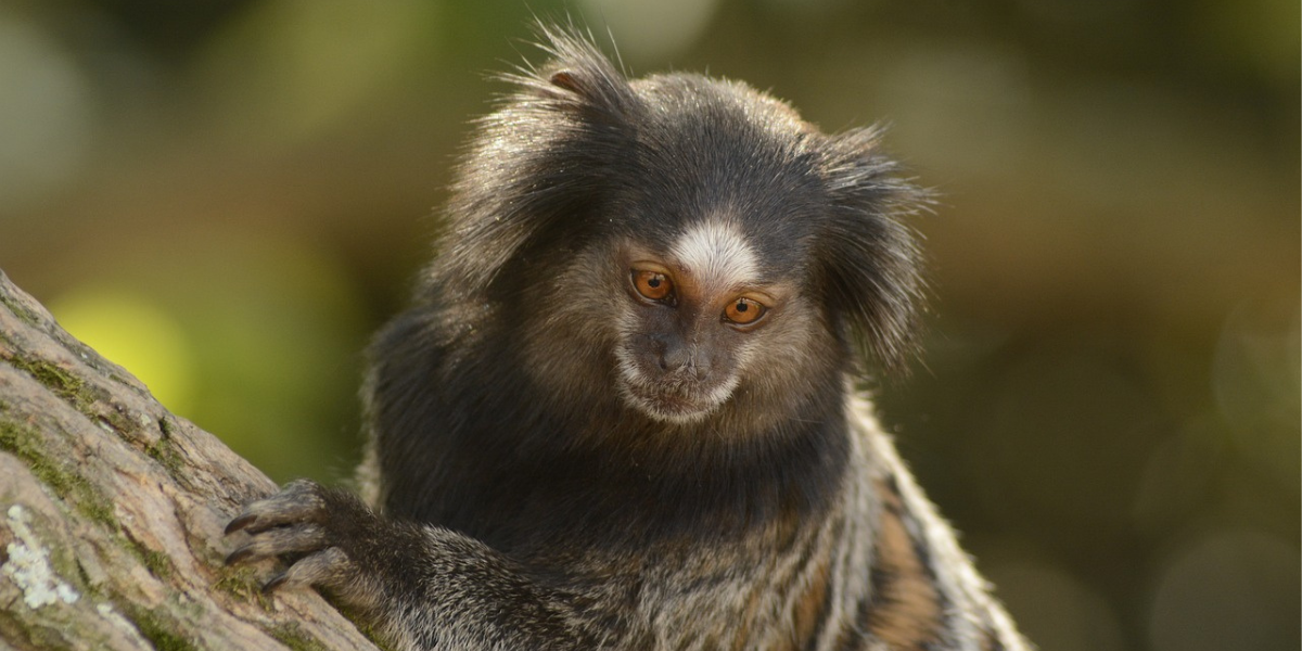 Quantos Anos Vive um Macaco Sagui?