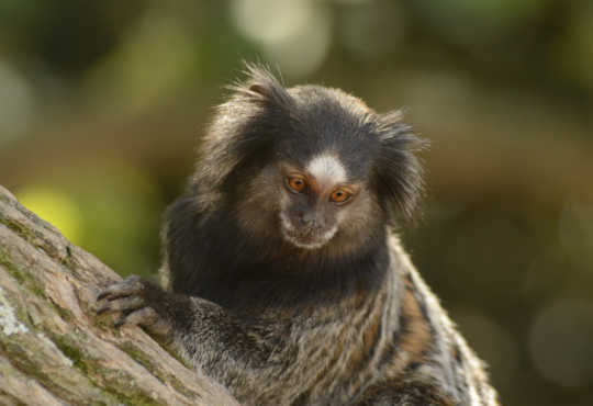 Quantos Anos Vive um Macaco Sagui?