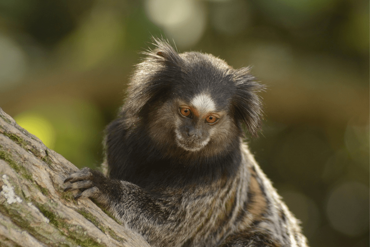 Quantos Anos Vive um Macaco Sagui?