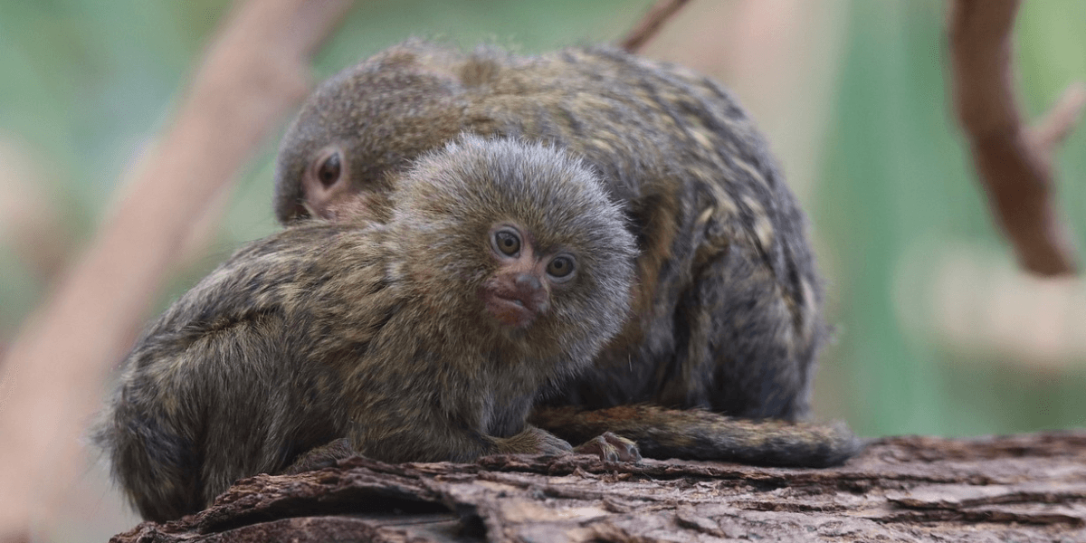 Sagui Pigmeu Preço Quanto Custa Ter Esse Pequeno como Pet?