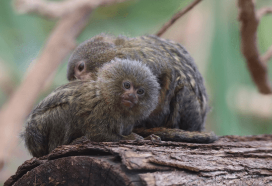 Sagui Pigmeu Preço Quanto Custa Ter Esse Pequeno como Pet?