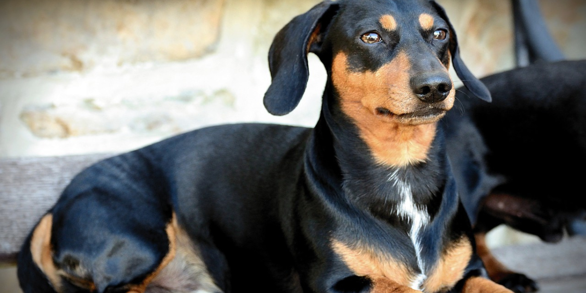 Dachshund Preço Características