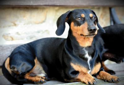 Dachshund Preço Características