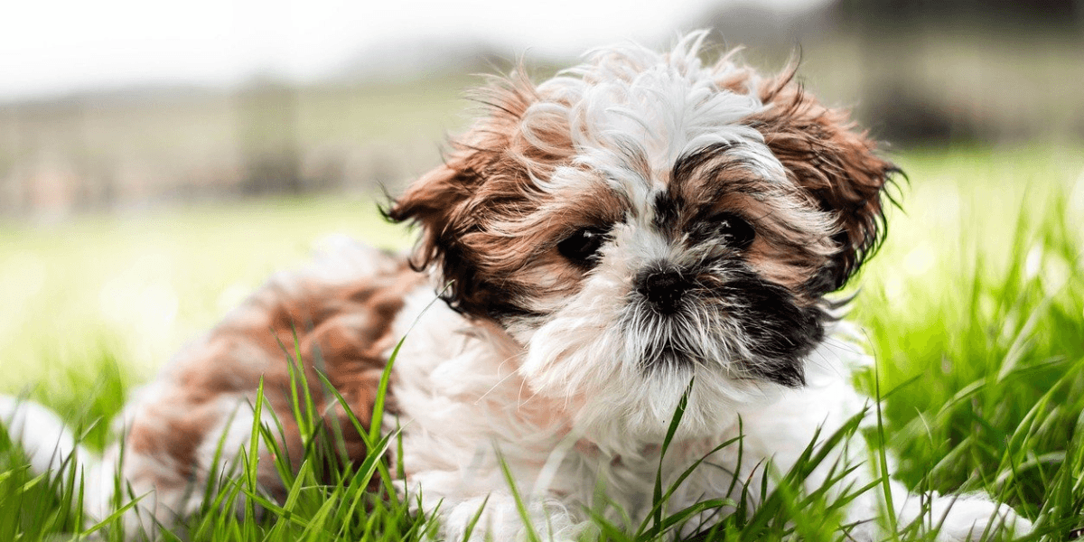 Alergias em Shih Tzu Causas, Sintomas e Cuidados