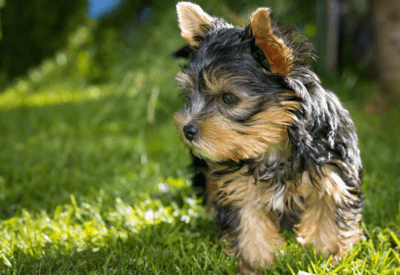 Yorkshire Filhote Preço Quanto Custa Ter Esse Companheiro?