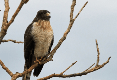 As Fascinantes Aves de Rapina Brasileiras Conheça as Espécies