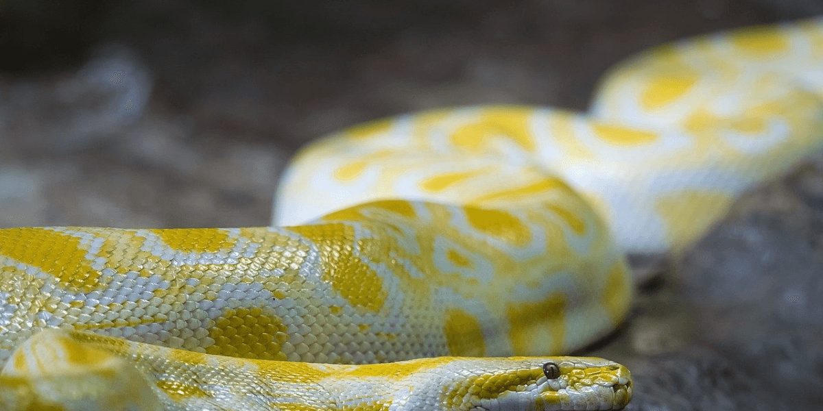 Cobra Amarela de Estimação Tudo o Que Você Precisa Saber