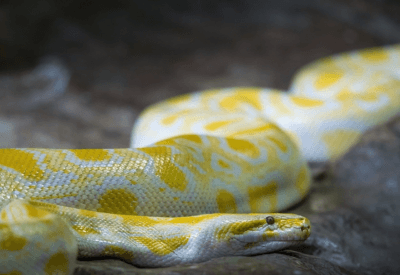 Cobra Amarela de Estimação Tudo o Que Você Precisa Saber