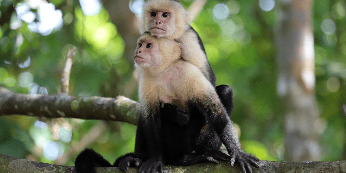 Macaco Prego Branco: Como Cuidar Deste Primata