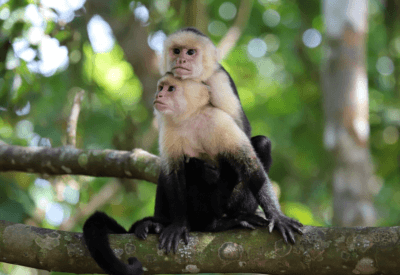 Macaco Prego Branco: Como Cuidar Deste Primata