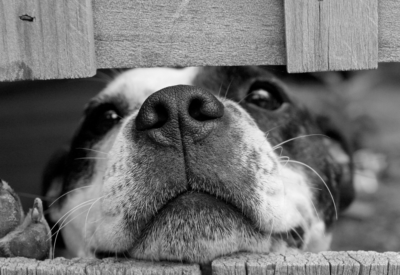 Doença de Cachorro Leishmaniose: O Que é e Como Cuidar