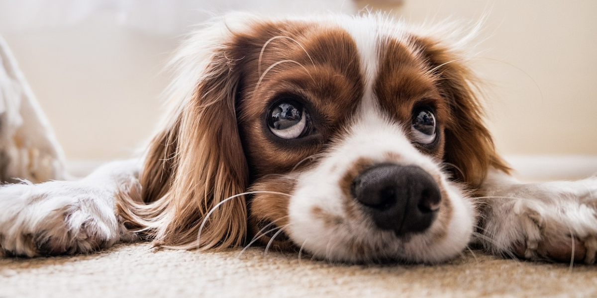 Parvovirose Canina: Proteja Seu Cachorro de Uma Doença Grave