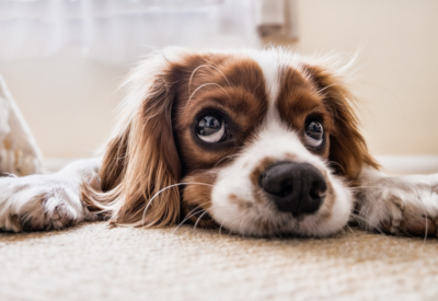 Parvovirose Canina: Proteja Seu Cachorro de Uma Doença Grave